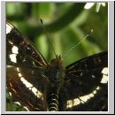 Araschnia levana - Landkaertchen Sommerform 06.jpg